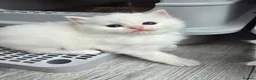 Ragdoll cats for sale: Stunning European bloodline kittens - Advert 16