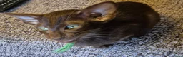 Oriental cats for sale: No Expense Spared.  - Advert 16