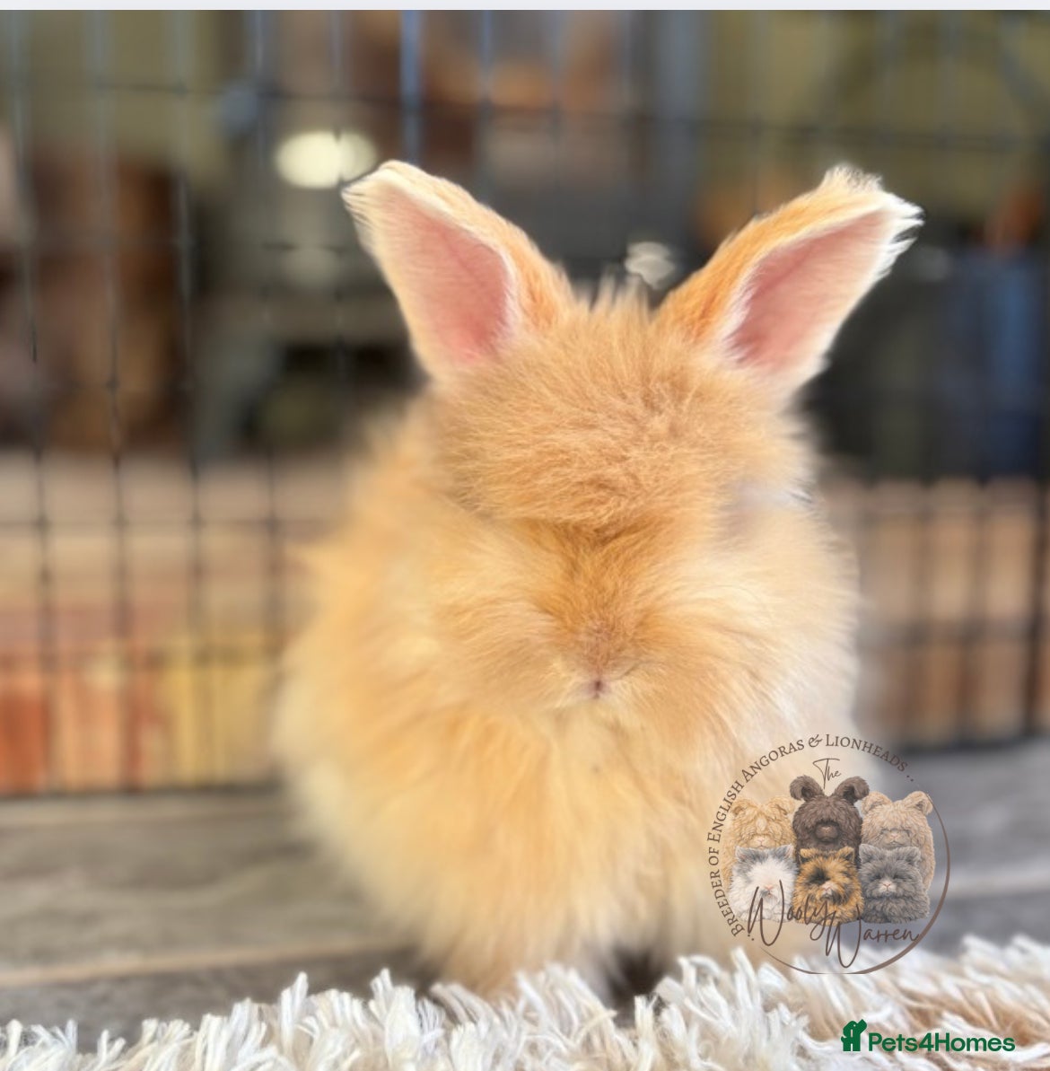 Angora rabbits LAST Fully Vaccinated English Angoras Buck - Advert 1