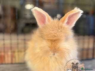 Angora rabbits LAST Fully Vaccinated English Angoras Buck - Advert 1