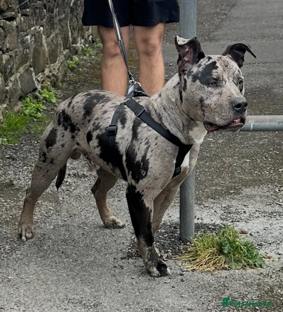 American Bulldog dogs for stud: Sully - Advert 1