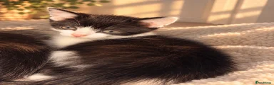 Mixed Breed 2