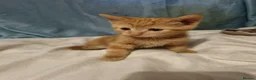 Mixed Breed cats for sale: Beautiful female kittens - Advert 4