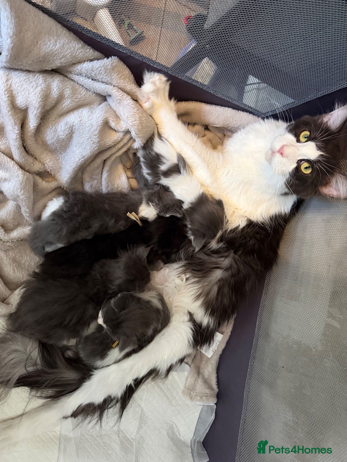 Maine Coon cats Pedigree maincoon kittens  - Advert 1