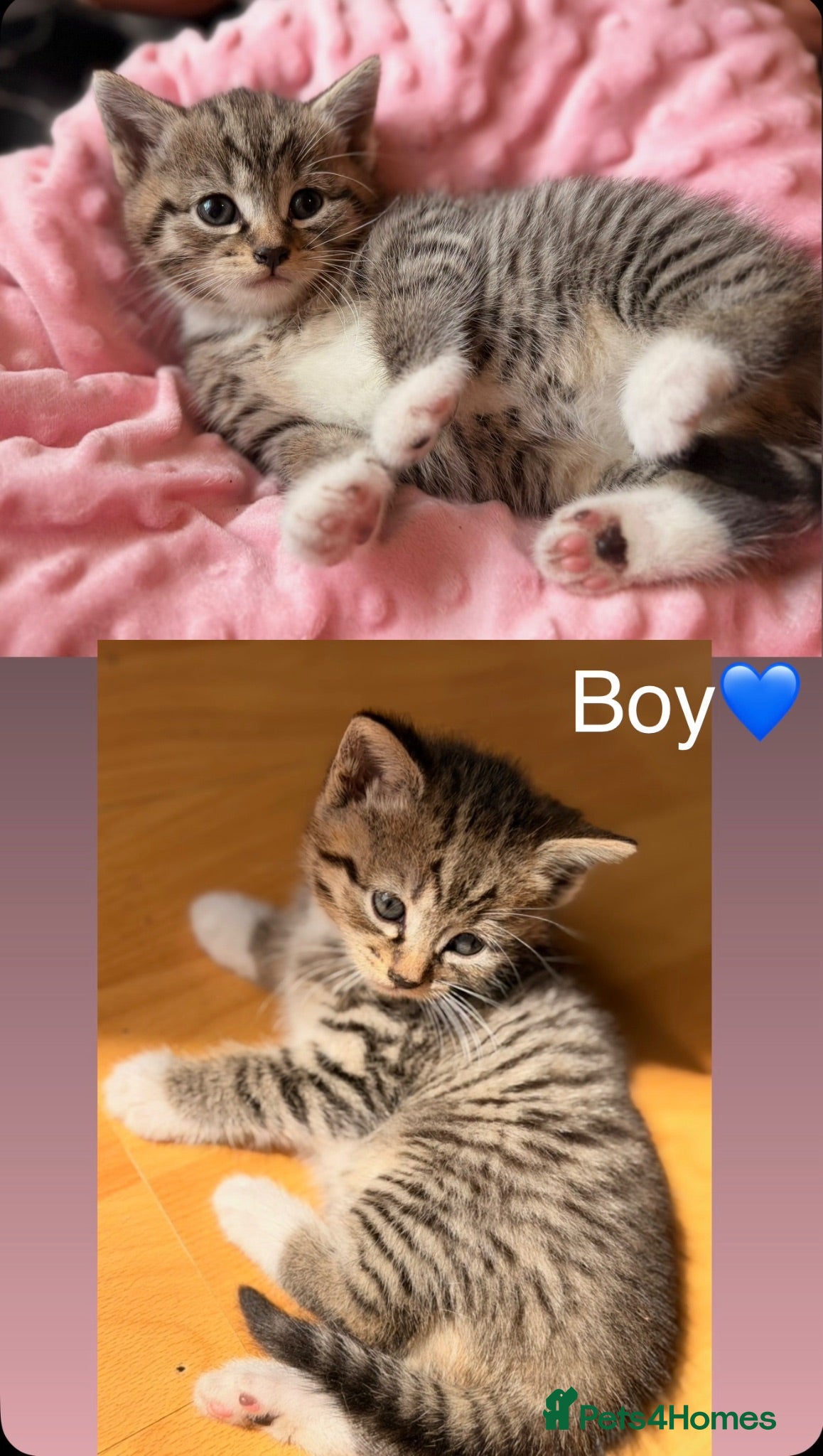 Mixed Breed cats Little kittens for sale 🐈 - Advert 2