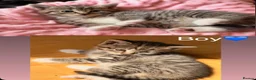Mixed Breed cats for sale: Little kittens for sale 🐈 - Advert 2