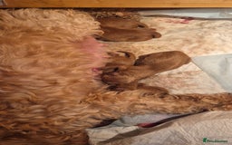 Cavapoo dogs for stud: PROVEN F1 Red Cavapoo stud-DNA Fully health tested - Image 7