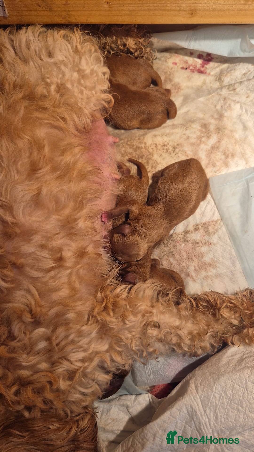 Cavapoo dogs for stud: PROVEN F1 Red Cavapoo stud-DNA Fully health tested - Image 7