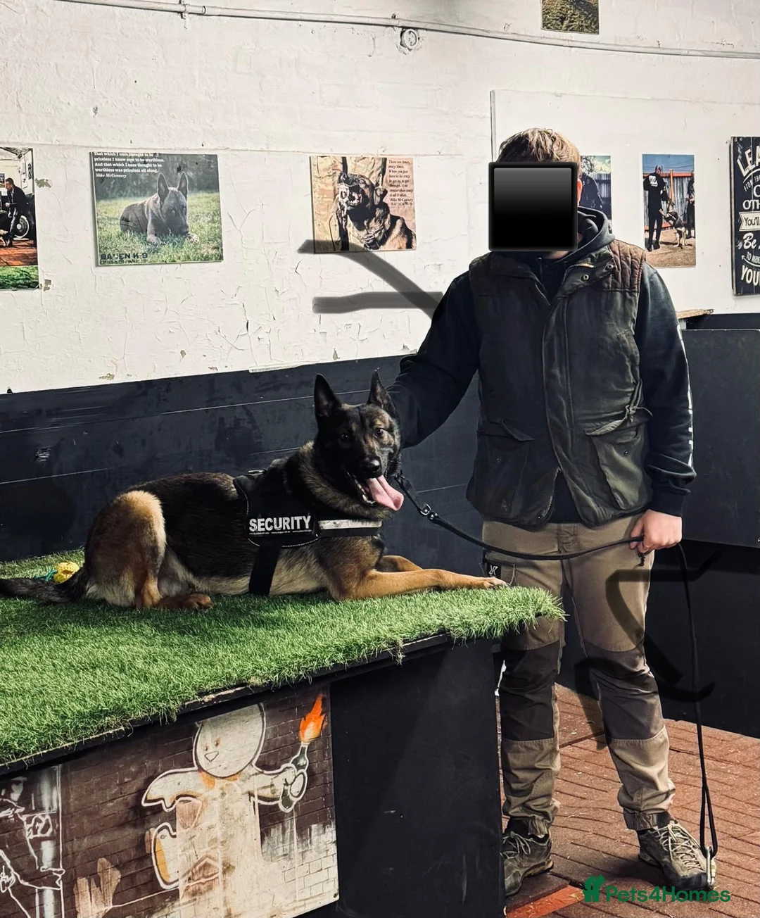 Belgian Shepherd Dog dogs for stud: FCI Belgian Malinois for Stud - Advert 4