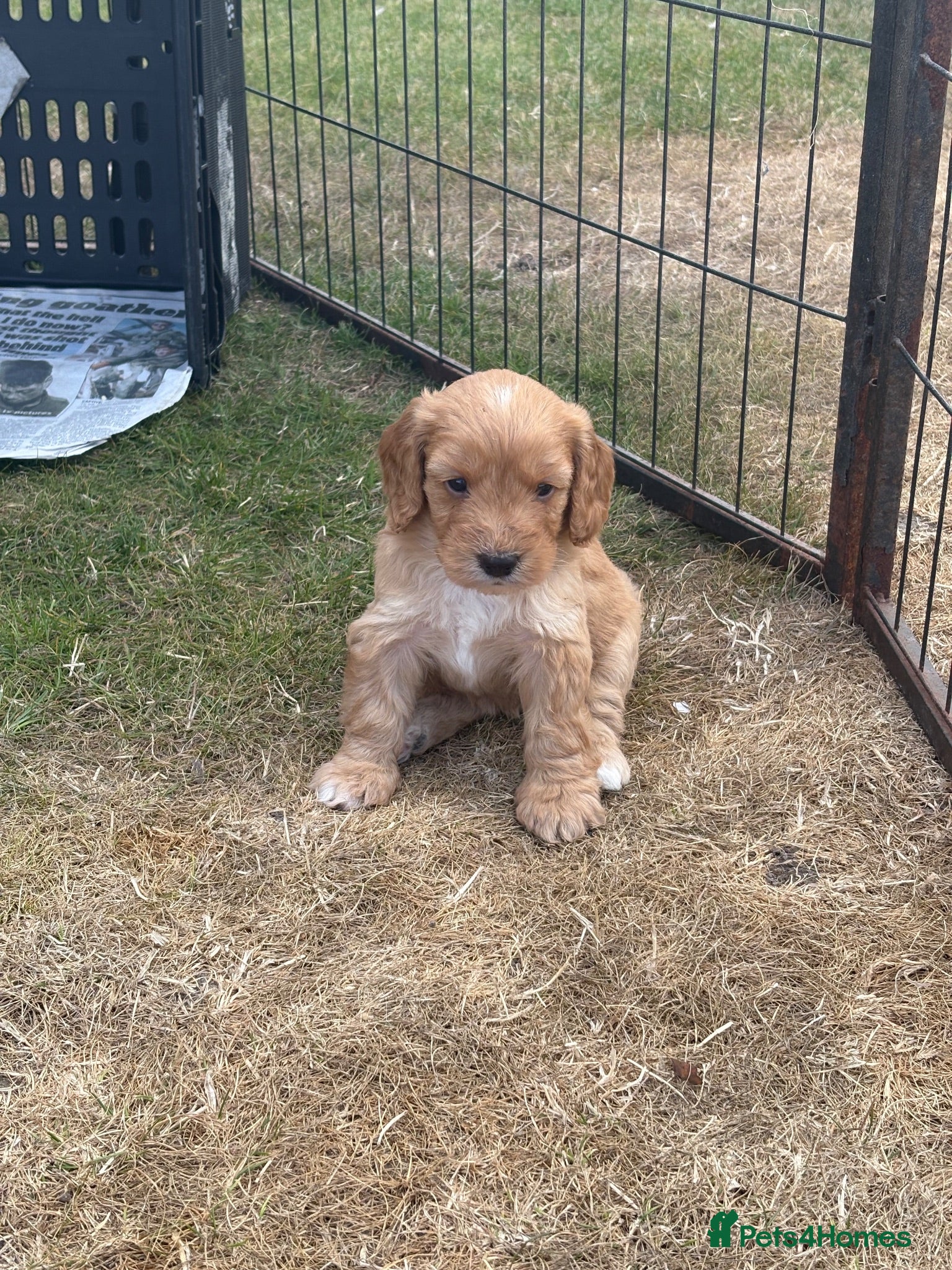 Cockapoo dogs F1 cockapoo puppies raised in busy home - Advert 2