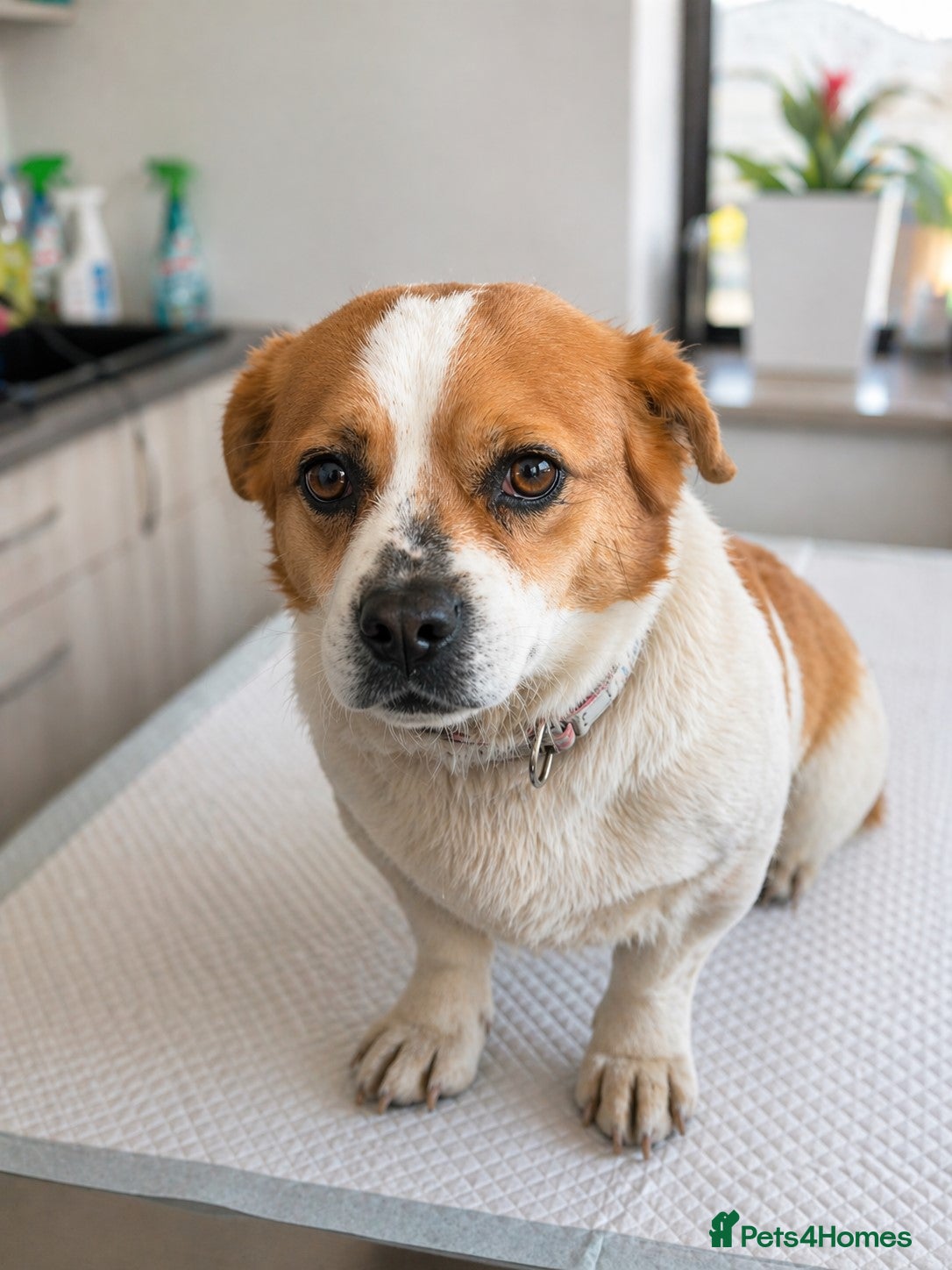 Mixed Breed dogs 🐾MONA-LISA – FOUND IN A DITCH… NOW READY FOR LOVE - Advert 1