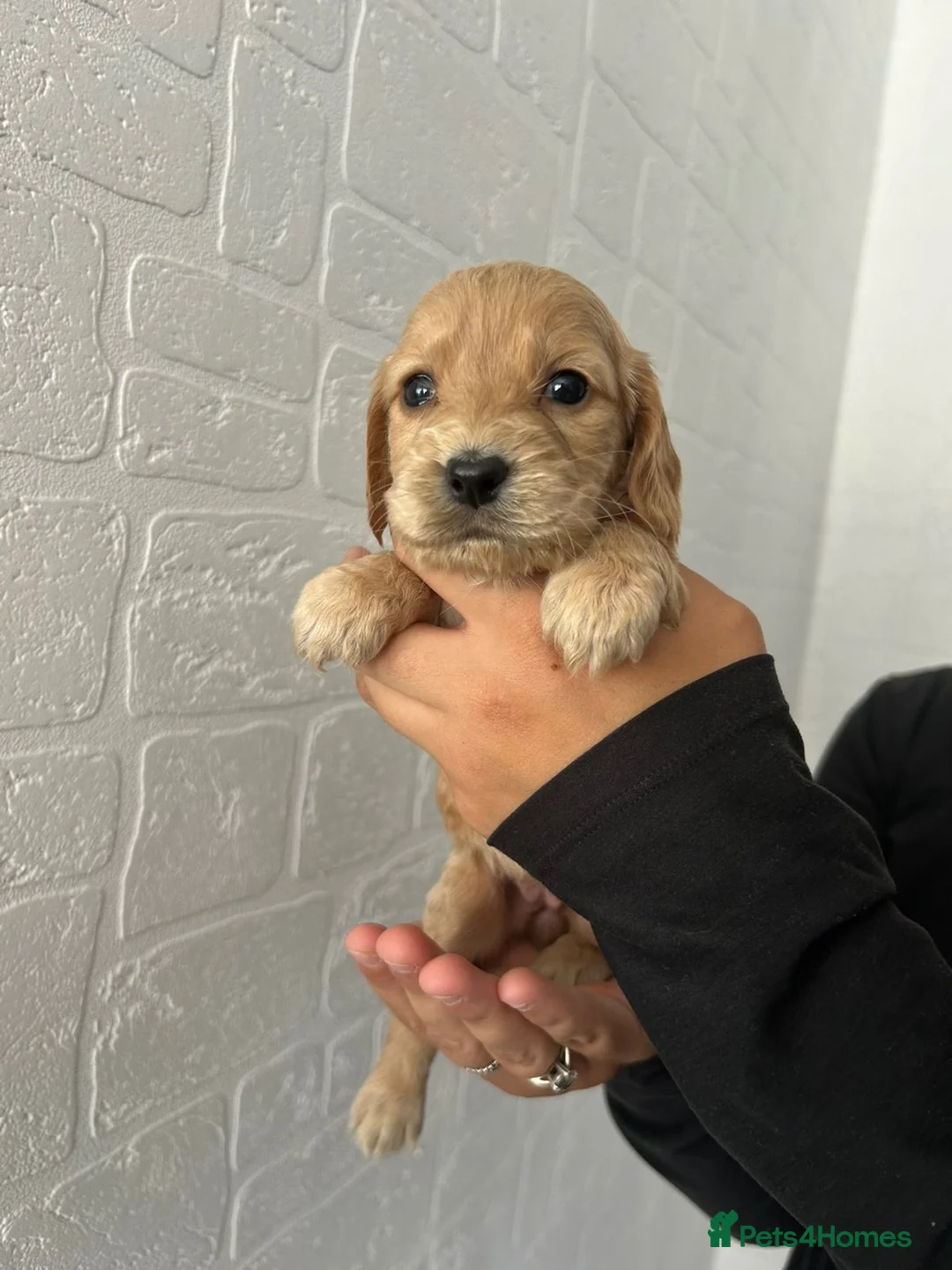 Cocker Spaniel dogs for sale: 6 beautiful cocker spaniel puppies  in Castleford - Advert 7