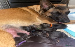 Mixed Breed dogs for sale: Beautiful Belgian Malanois x Labrador Puppies  - Image 6