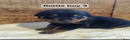 Rottweiler dogs for sale: 3 Beautiful rottweiler pups - Advert 6