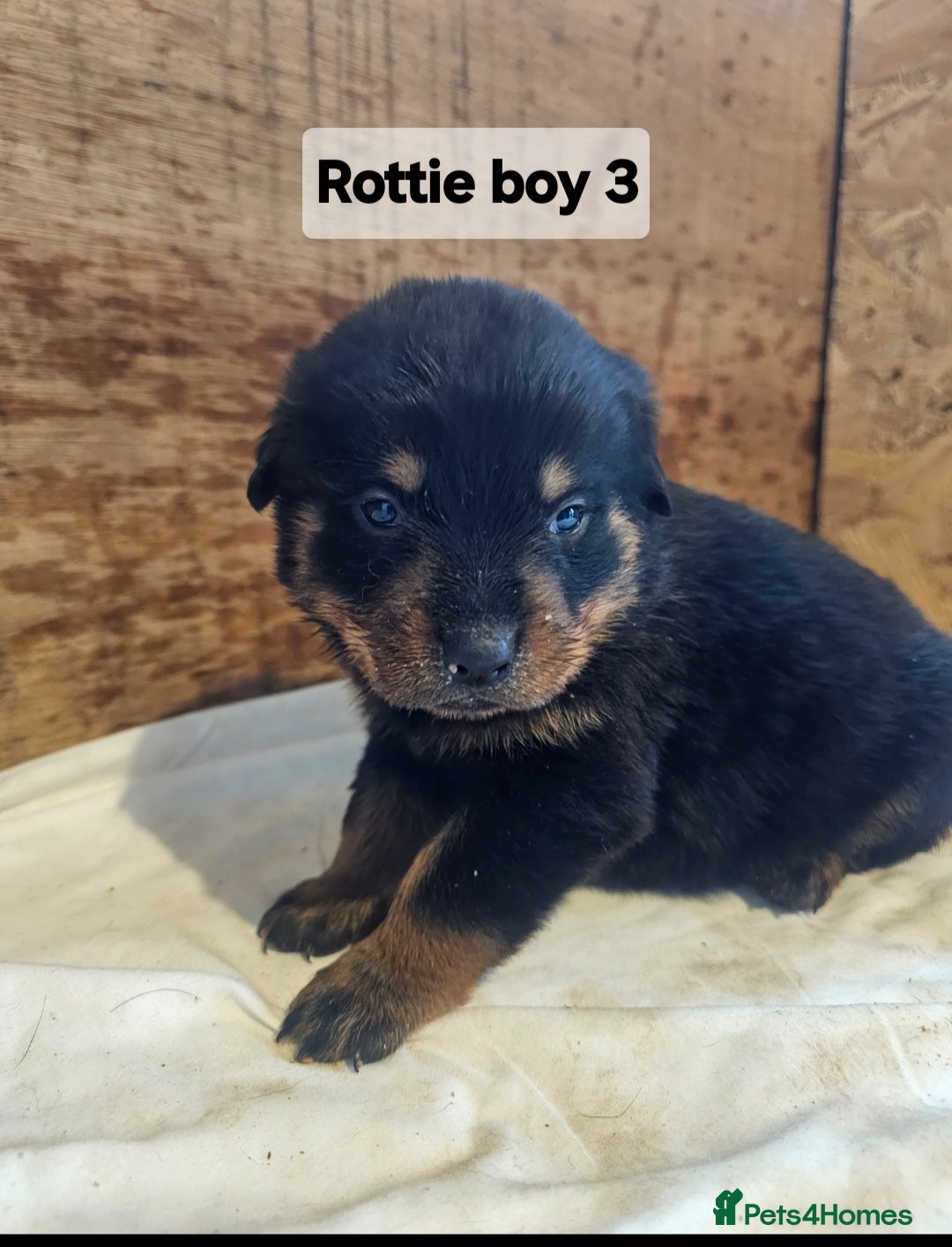 Rottweiler dogs for sale: 3 Beautiful rottweiler pups - Advert 6