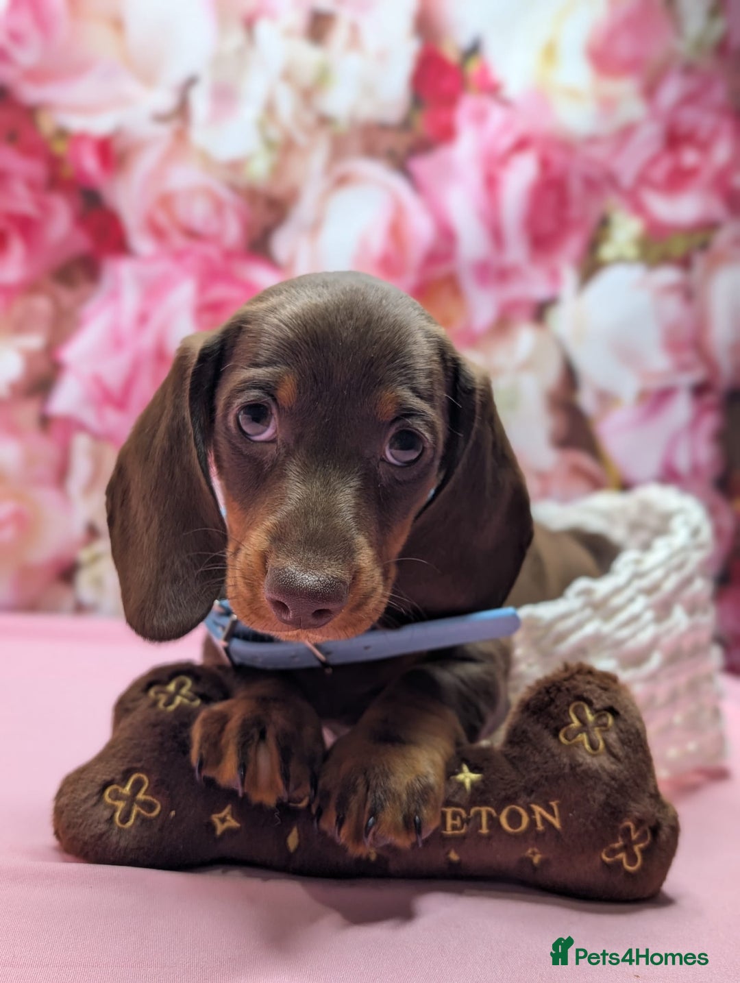 Miniature Dachshund dogs for sale: Adorable little of miniature daschunds  - Advert 37