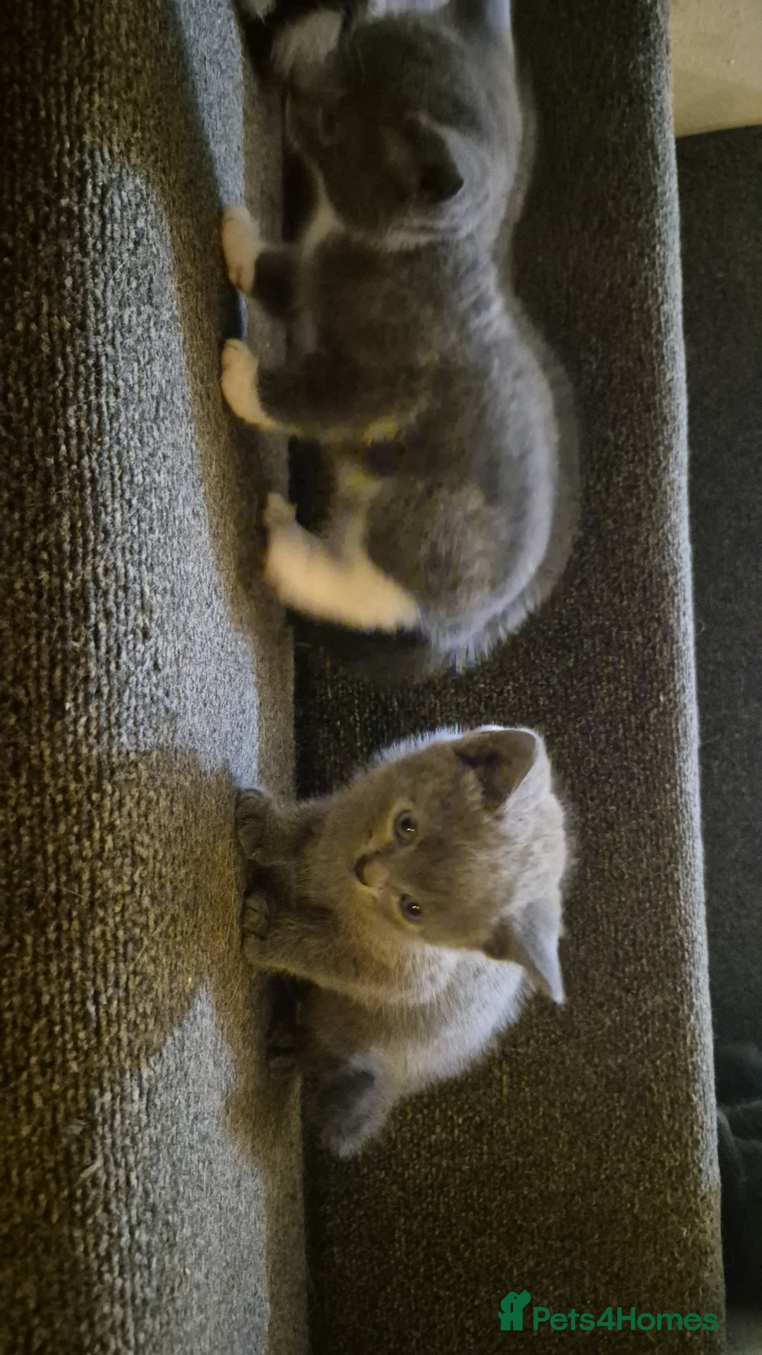 Mixed Breed cats for sale: Adorable grey and white mixed litter - Advert 5