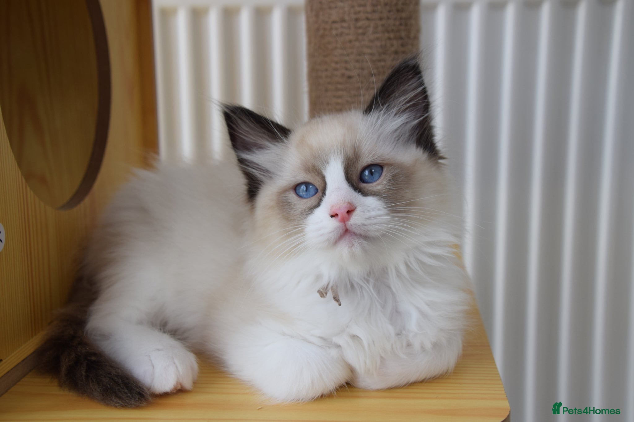 Ragdoll cats Pedigree Ragdoll Kittens GCCF  - Advert 1