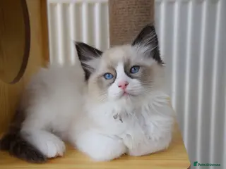 Ragdoll cats Pedigree Ragdoll Kittens GCCF - Advert 9