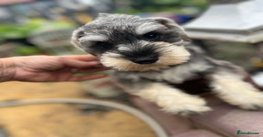 Miniature Schnauzer dogs - Advert 13