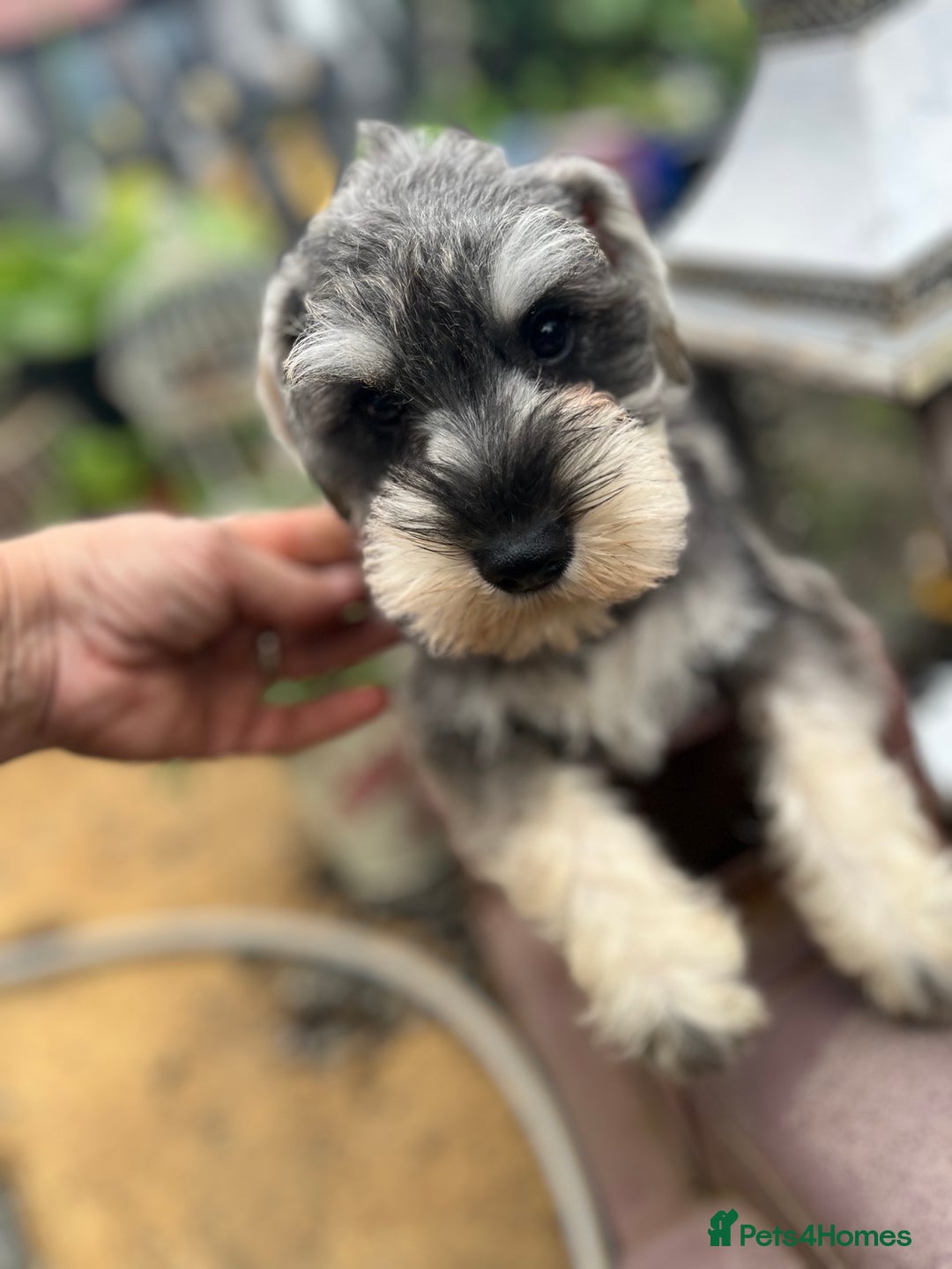 Miniature Schnauzer dogs for sale: Ready now top quality bundles of love - Image 3