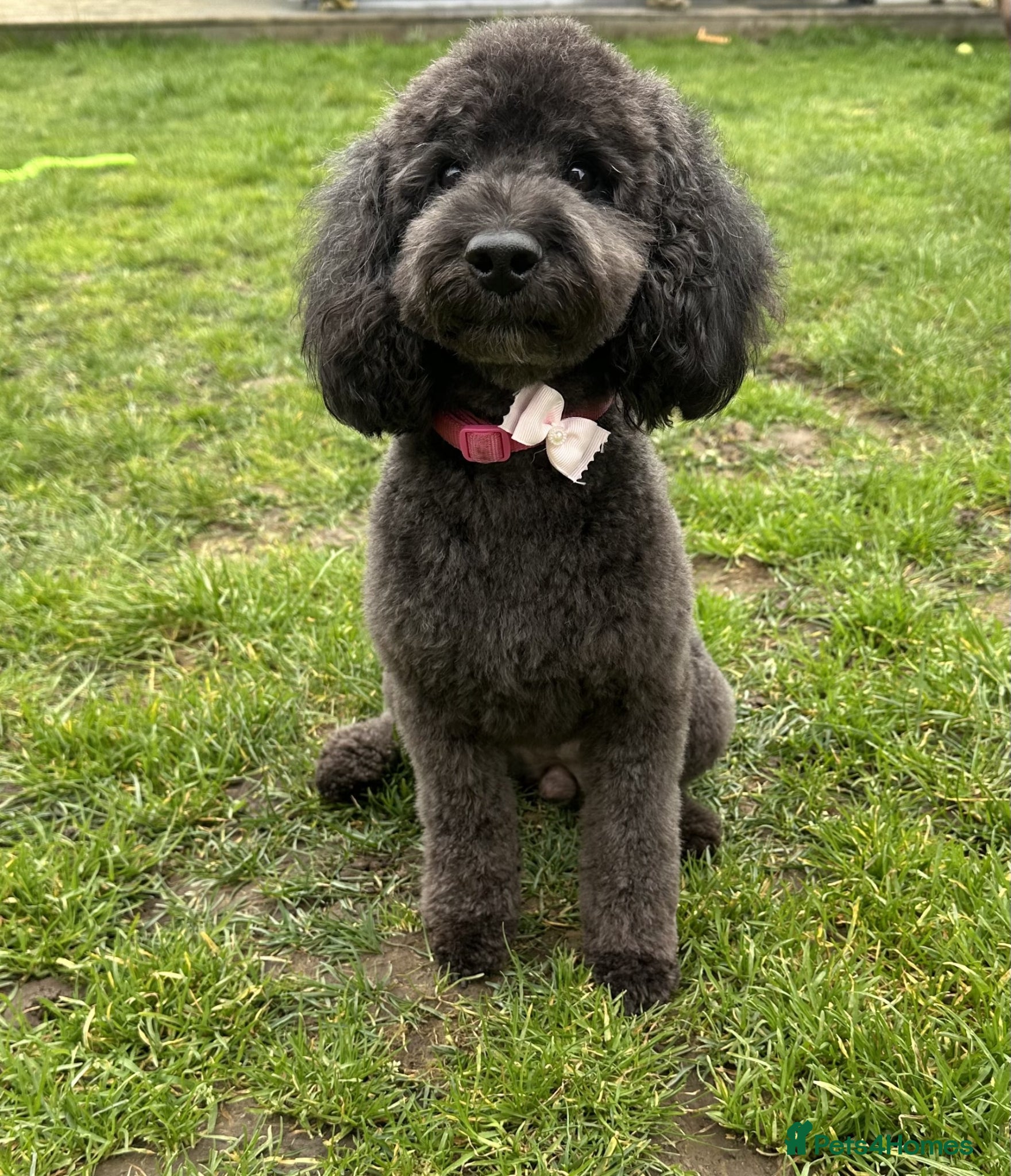 Cockapoo dogs for sale: Beautiful F2B Toy Cockapoo Puppies Ready 1st July  - Advert 2