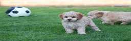 Cavapoochon dogs for sale: CAVAPOOCHON PUPPIES FOR SALE - Advert 6