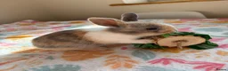 Mixed Breed rabbits for sale: Baby Rabbits for sale - mixed breed in King's Lynn - Advert 20