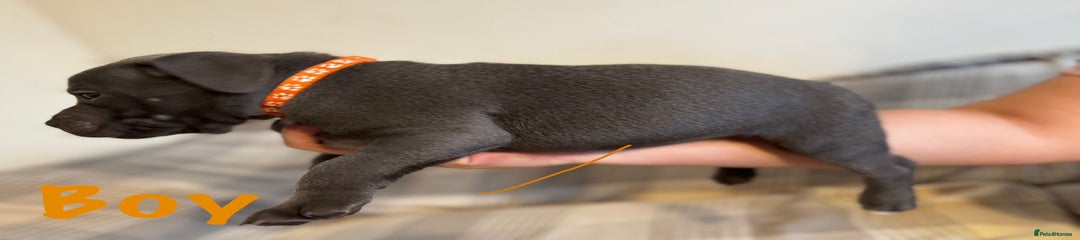 Staffordshire Bull Terrier Puppy 2