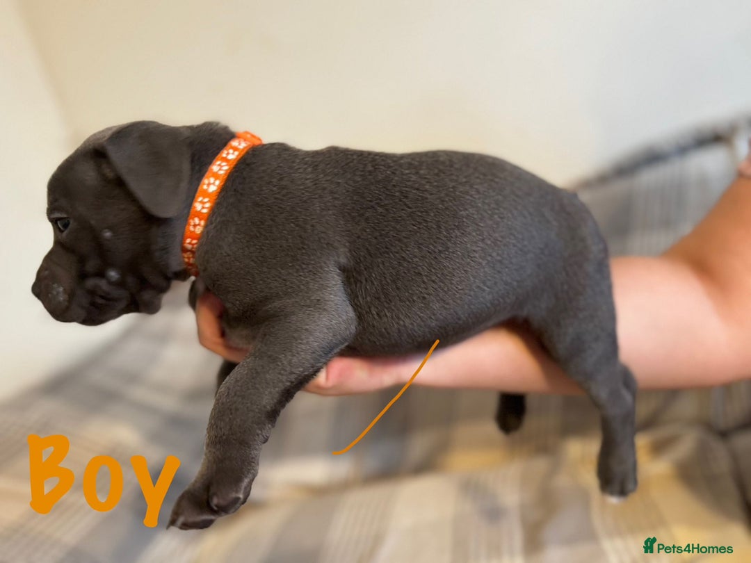 Staffordshire Bull Terrier dogs for sale: Staffordshire bull terrier pups - Image 8