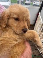 Goldendoodle dogs - Advert 5