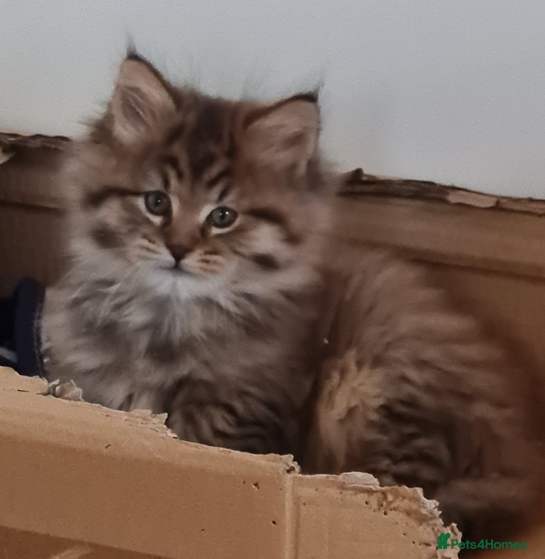 Maine Coon cats for sale: Beautiful Pedigree Mainecoons - Advert 7