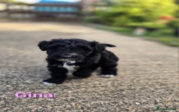 Mixed Breed dogs for sale: Fox Terrier × Australian Labradoodle Pups Sale - Image 25