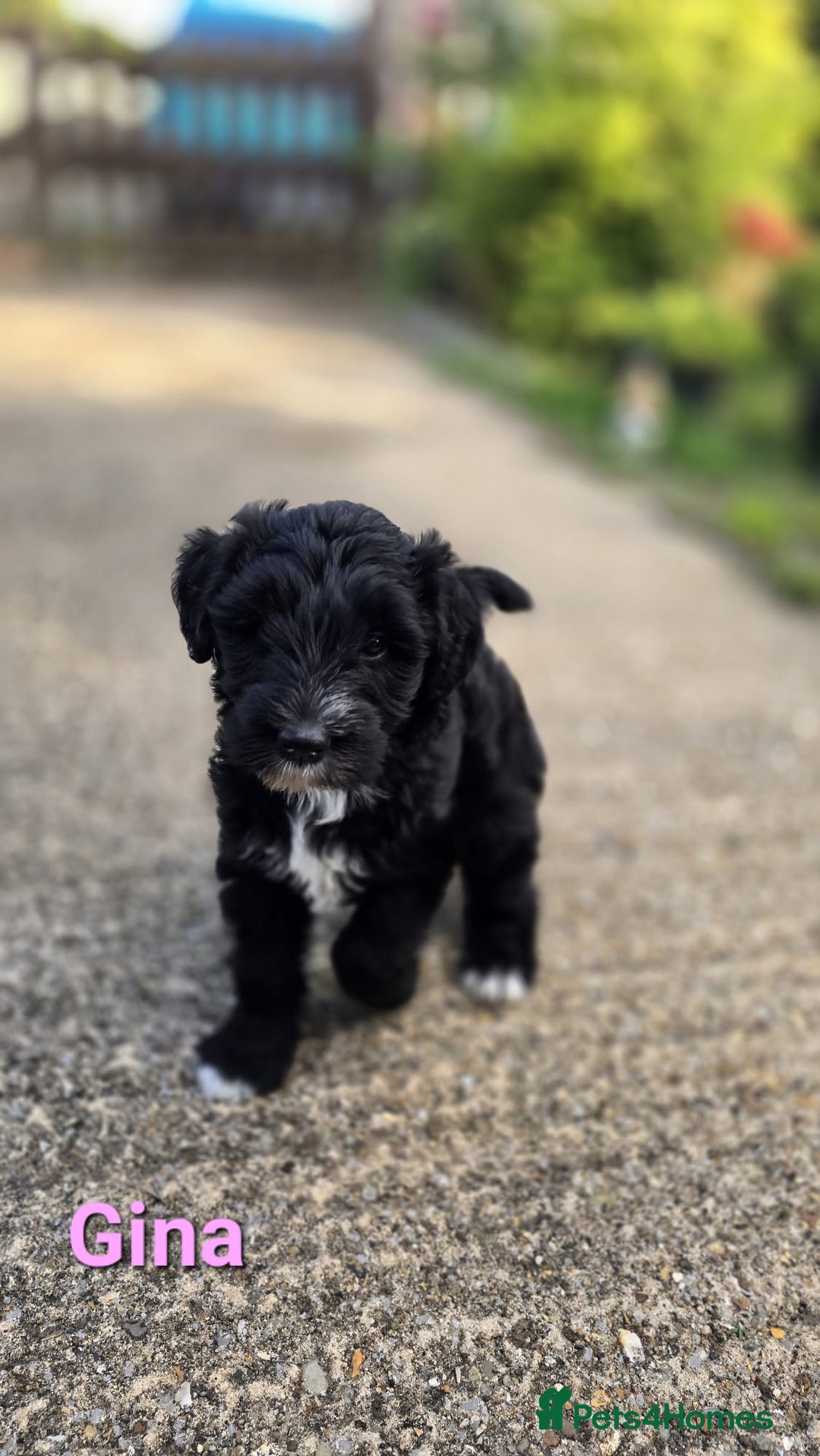 Mixed Breed dogs for sale: Fox Terrier × Australian Labradoodle Pups Sale - Image 25