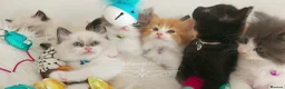 Ragdoll cats for sale: Beautiful cross Ragdoll/Persian😻😻😻 - Advert 15