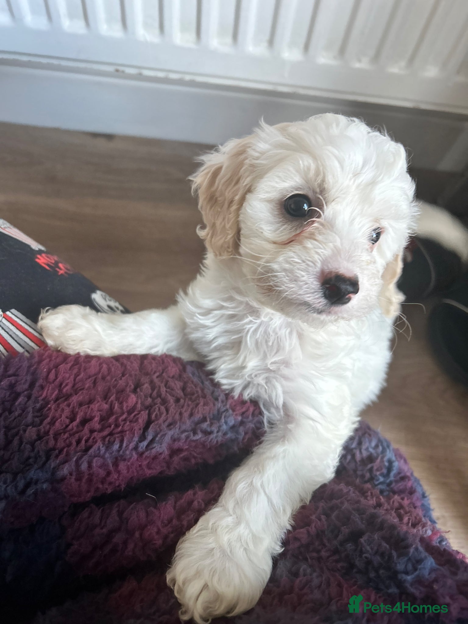 Mixed Breed dogs STUNNING SHIHPOO X SPROODLE PUPPIES - Advert 12