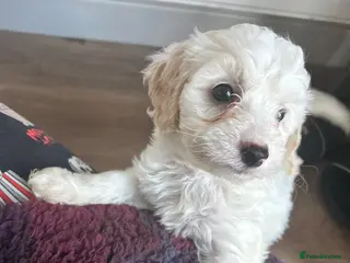 Mixed Breed dogs STUNNING SHIHPOO X SPROODLE PUPPIES - Advert 12