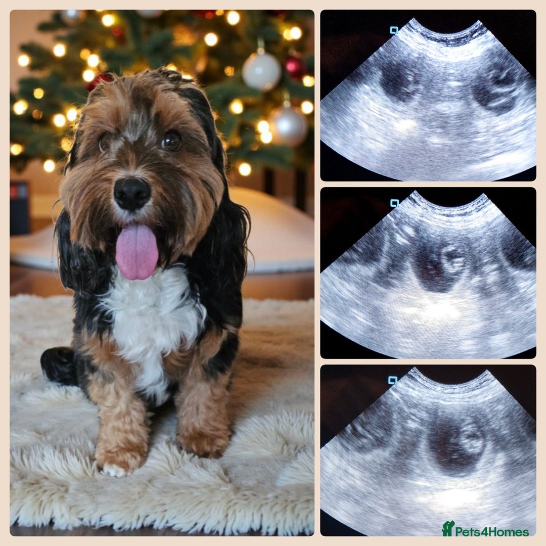 Australian Labradoodle dogs for sale: Australian Labradoodle Hybrid Puppies - Advert 21