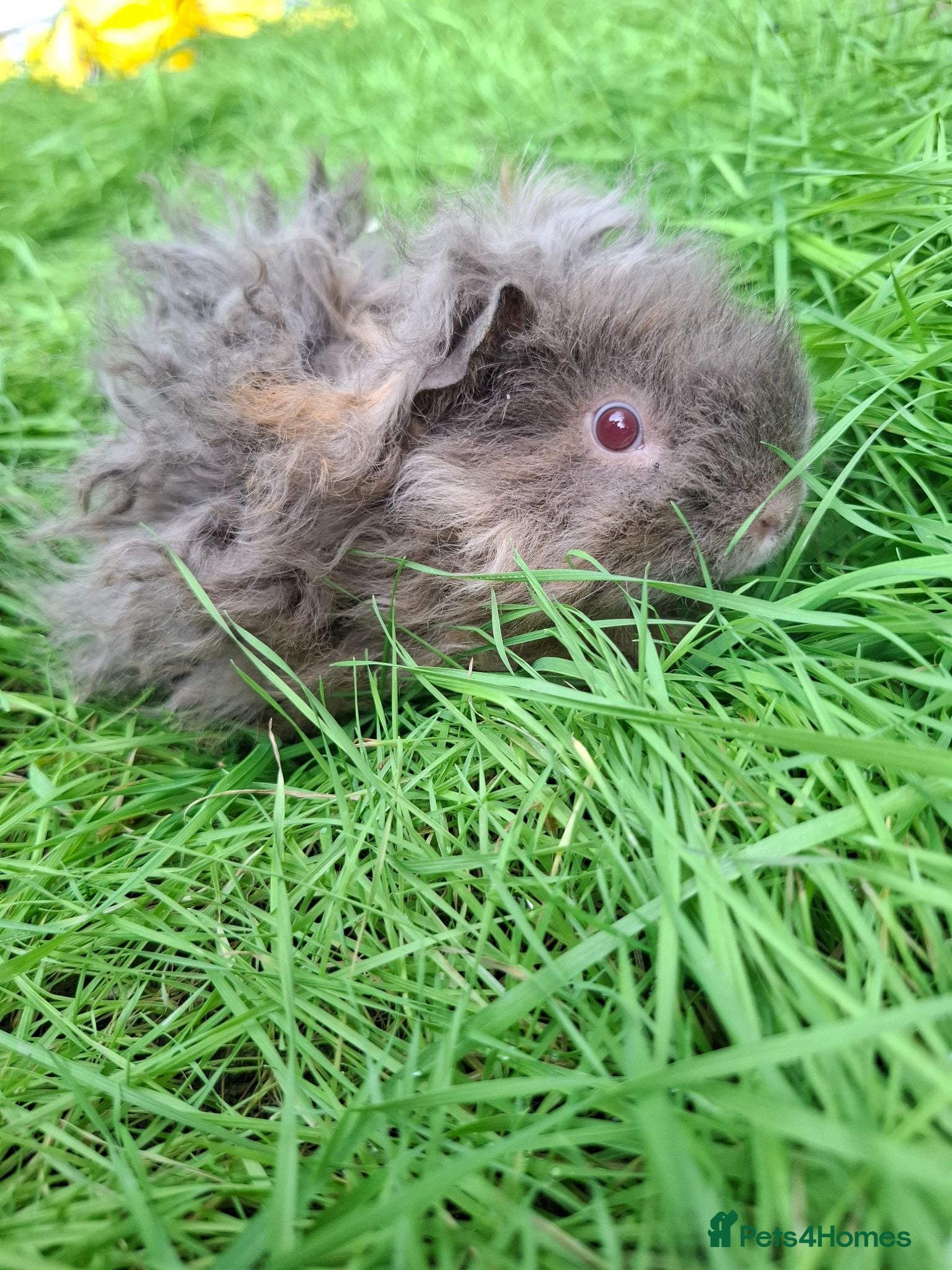Guinea Pig rodents Lunkarya boars-2 lilac left - Advert 19