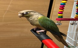 Conures birds for sale: Young turquoise pineapple conure  in London - Image 3