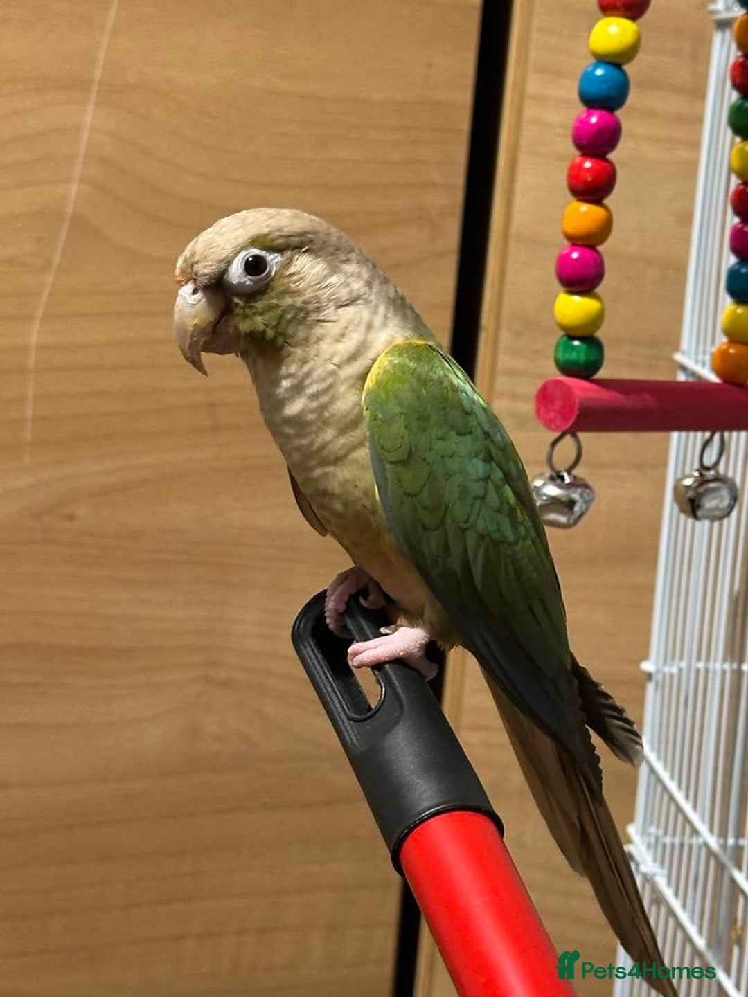 Conures birds for sale: Young turquoise pineapple conure  in London - Image 3
