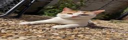 Domestic Shorthair cats for sale: 1 year old female cats for rehome in Bridgwater - Advert 5