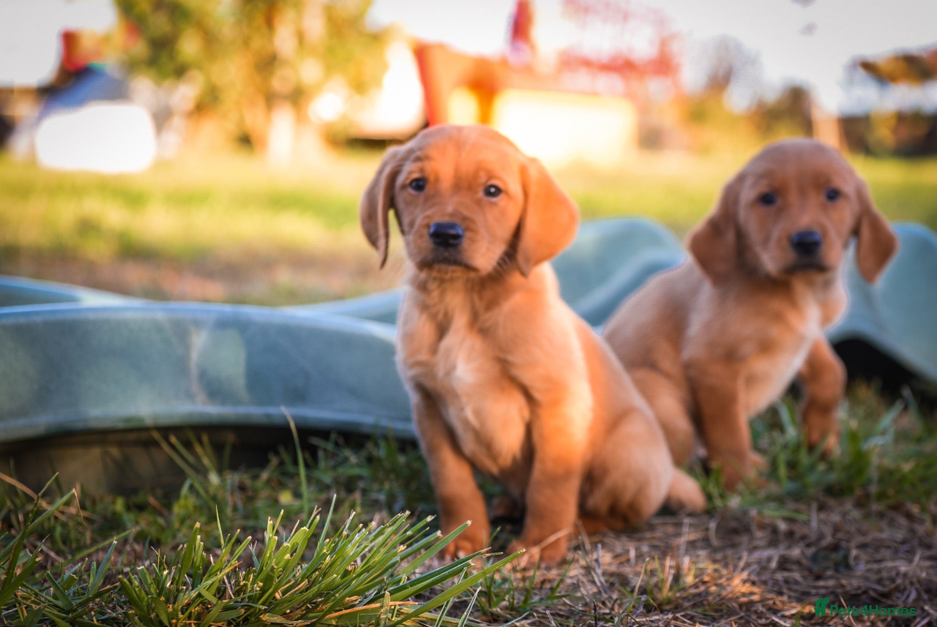 Goldador dogs Beautiful Red Goldador KC Reg Parents - Advert 1