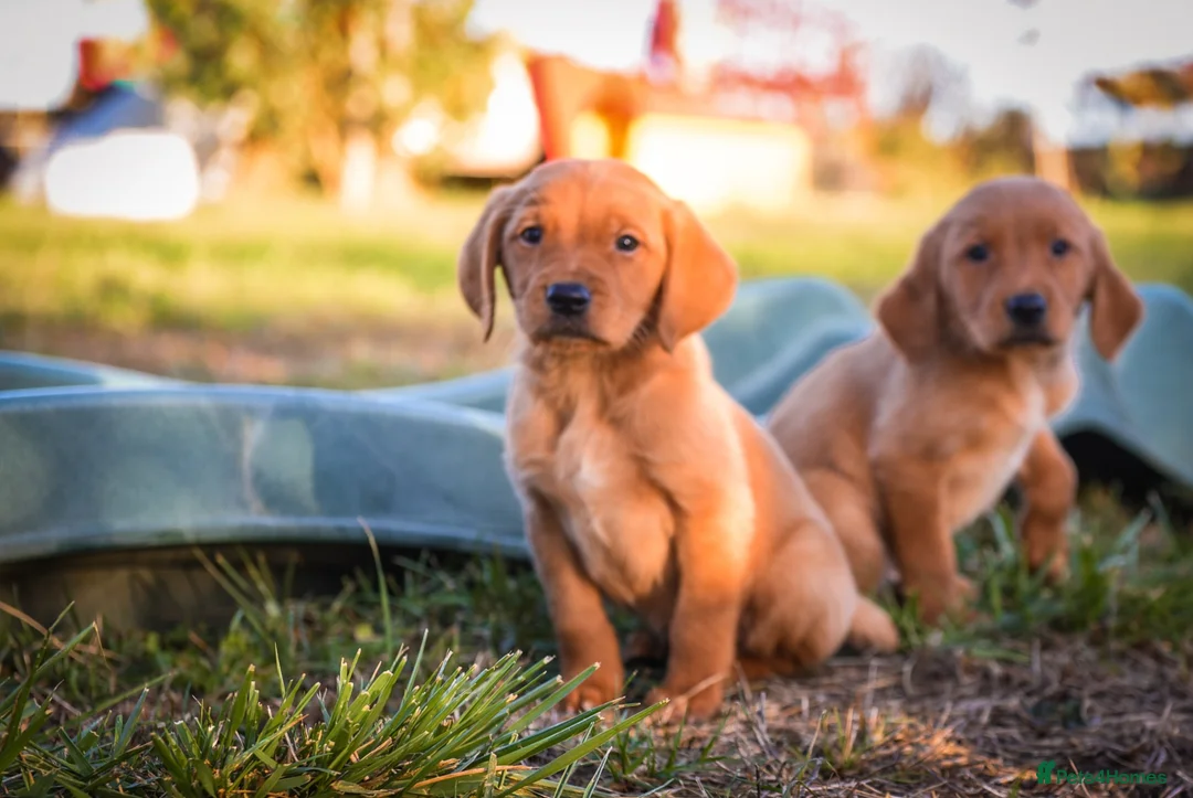 Goldador dogs for sale: Beautiful Red Goldador KC Reg Parents - Advert 1