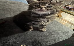 Mixed Breed cats for sale: Maine coon x ragdoll  - Image 4