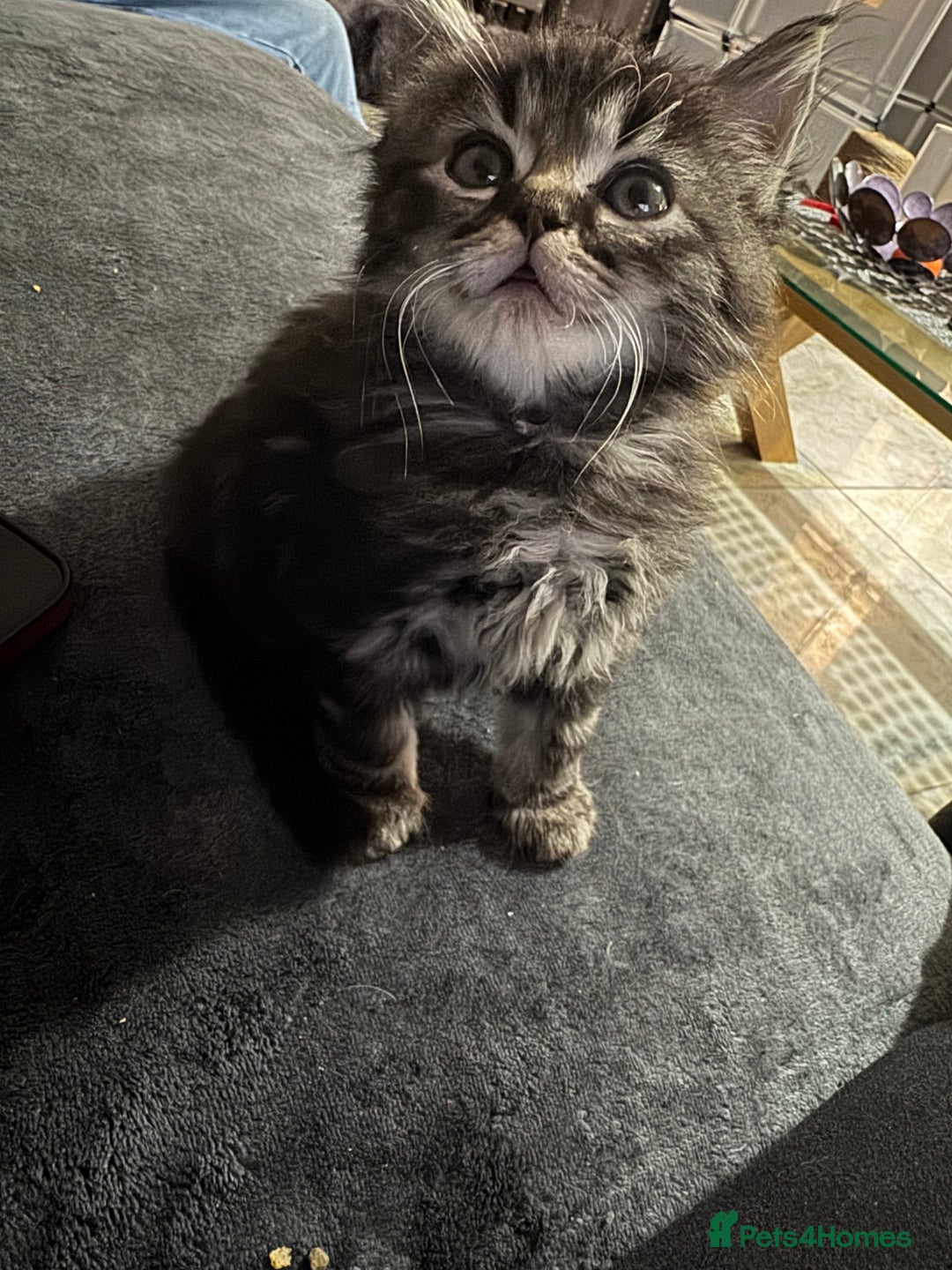 Mixed Breed cats for sale: Maine coon x ragdoll  - Image 4