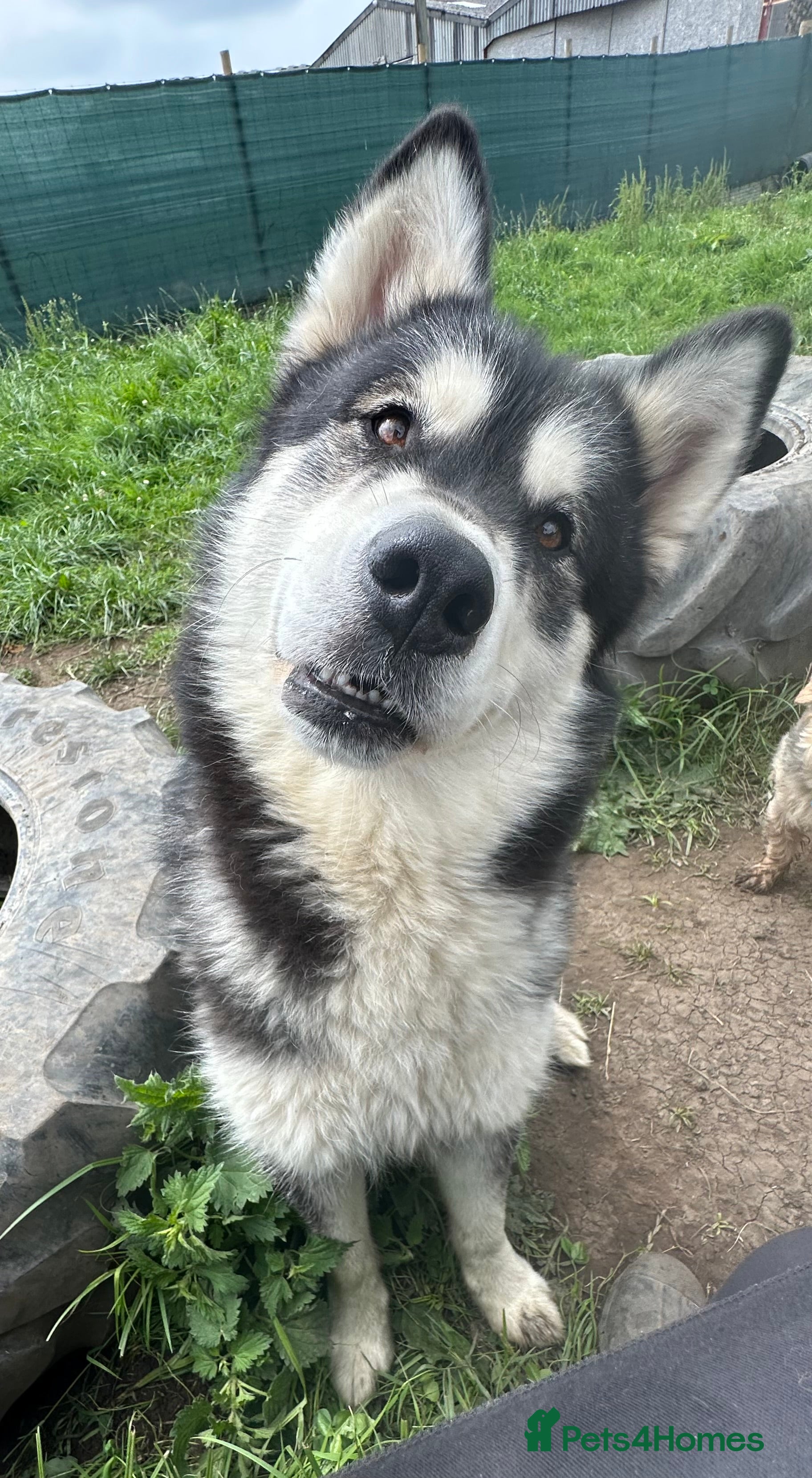 Mixed Breed dogs Alaskan Malamute x German shepherd  - Advert 8