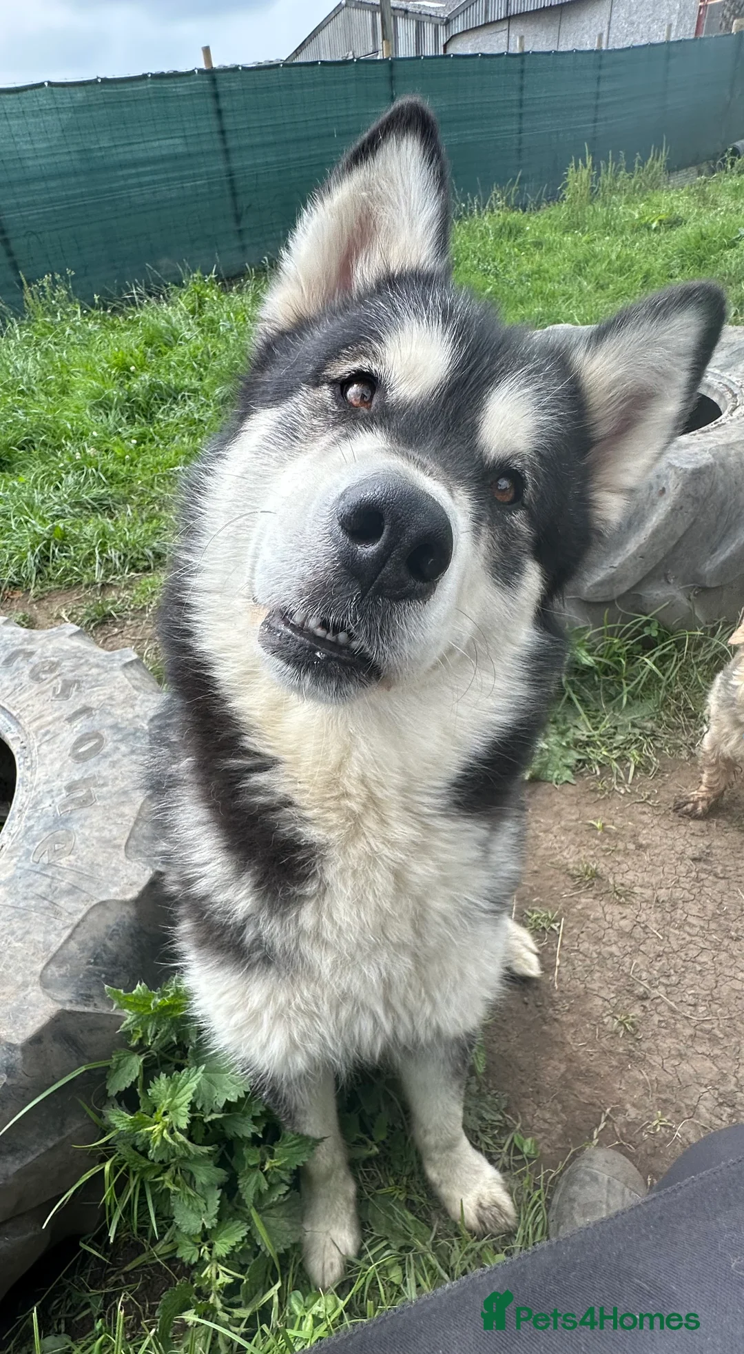 Mixed Breed dogs for sale: Alaskan Malamute x German shepherd  - Advert 1