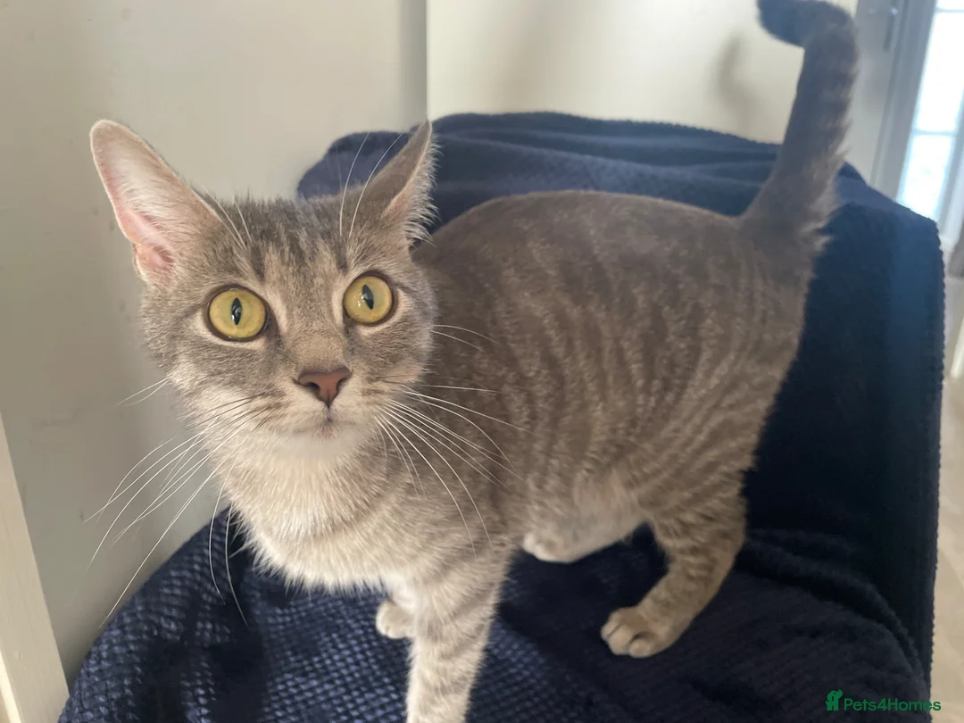 Mixed Breed cats for sale: Gorgeous grey, white and tabby kittens for sale - Advert 38