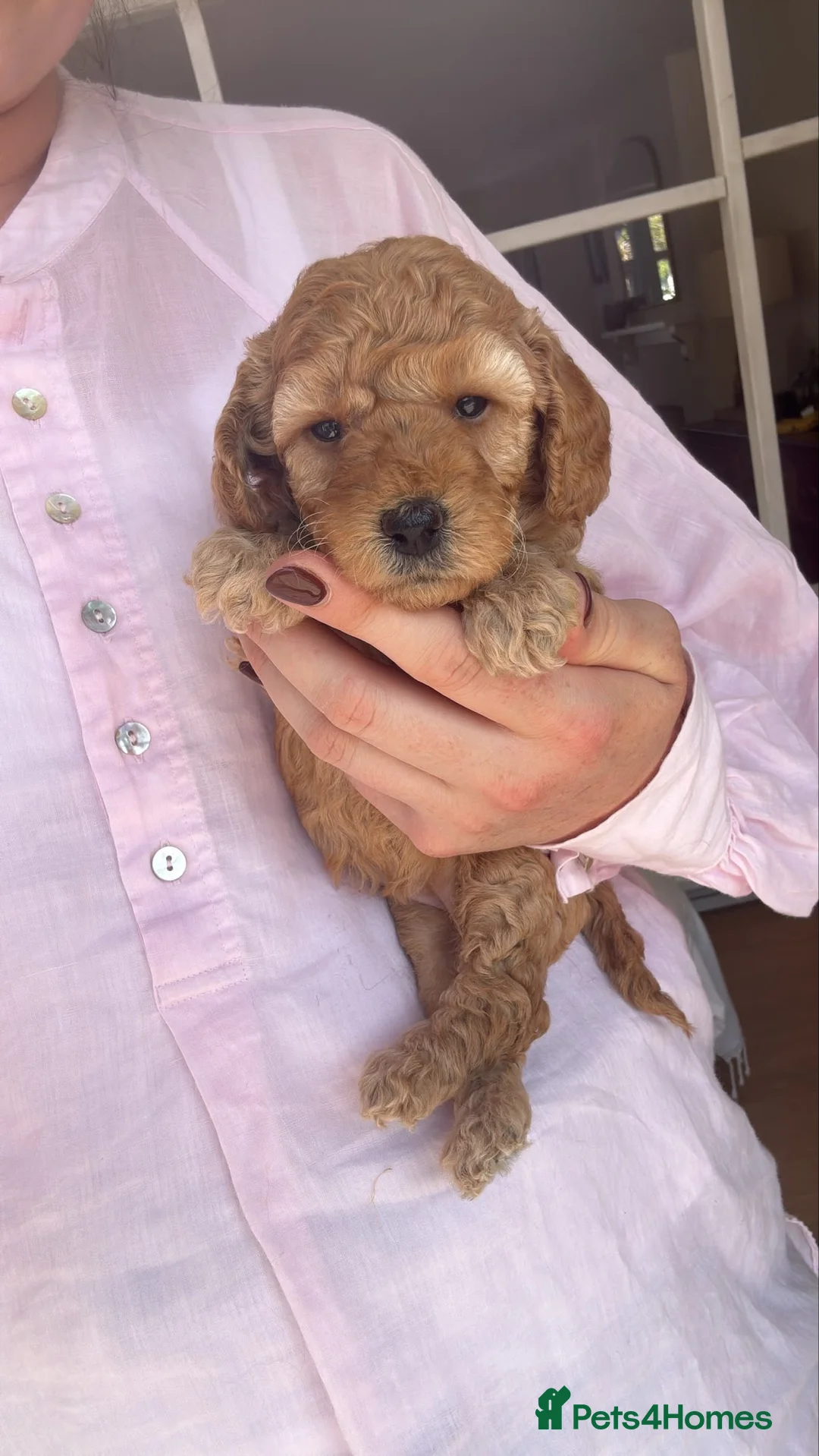 Miniature Poodle dogs for sale: Beautiful Miniature Poodle Puppies in Loughborough - Advert 20
